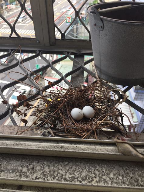 斑鳩築巢下蛋風水